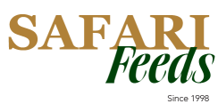 Safari Feeds